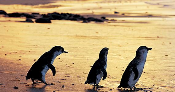 Phillip Island Penguins